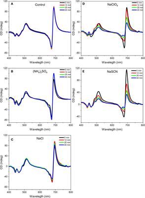 Role of Protein-Water Interface in the Stacking Interactions of Granum Thylakoid Membranes—As Revealed by the Effects of Hofmeister Salts